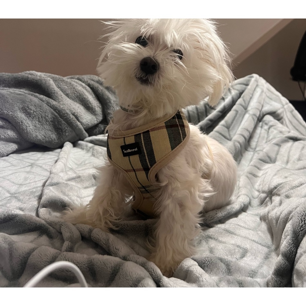 Meet your Posher, Bella